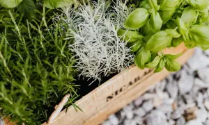 erbe aromatiche
