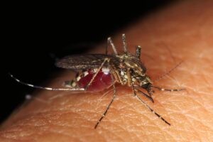 prurito zanzare, zanzara pronta per pungere la pelle