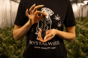 a person holding a cell phone in their hands
