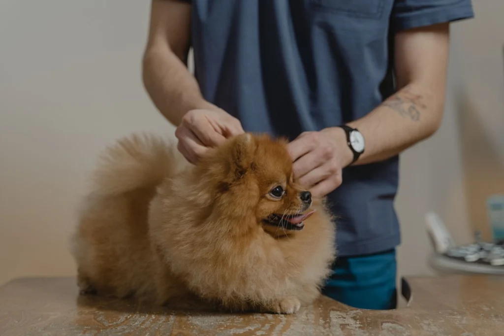 controllo del mantello su di un cagnolino