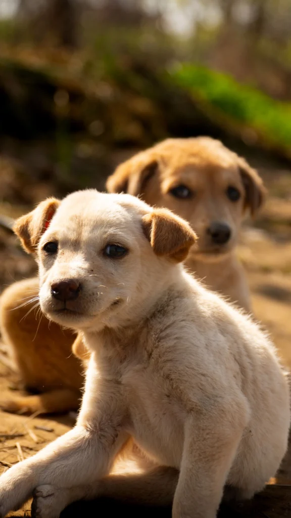 due cuccioli